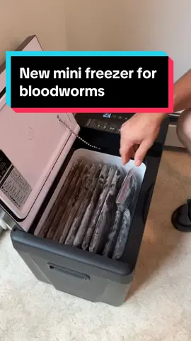 Originally I was going to use this fridge/freezer as a way to have cold drinks near my bed but as with many things, the fish took it over, so now irs the fish freezer #goldfish #bloodworms #aquarium #ranchu #brineshrimp 