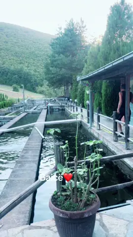 Kosov ❤️
