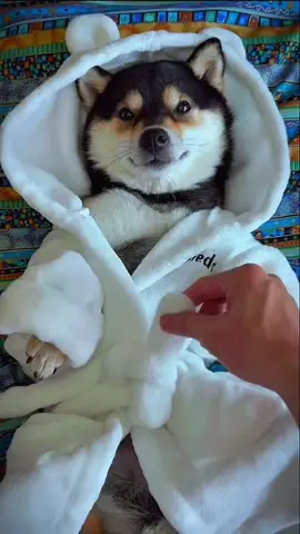 Manyu spa day!! #dogsoftiktok #littlemanyu #shibainu #dogspa #cute 