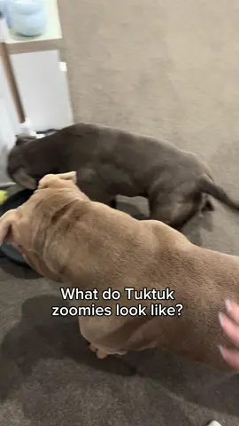 Watch out for the house hippo 🦛 #househippo #dog #dogs #puppy #zoomies #americanbully #staffy #dogsoftiktok 