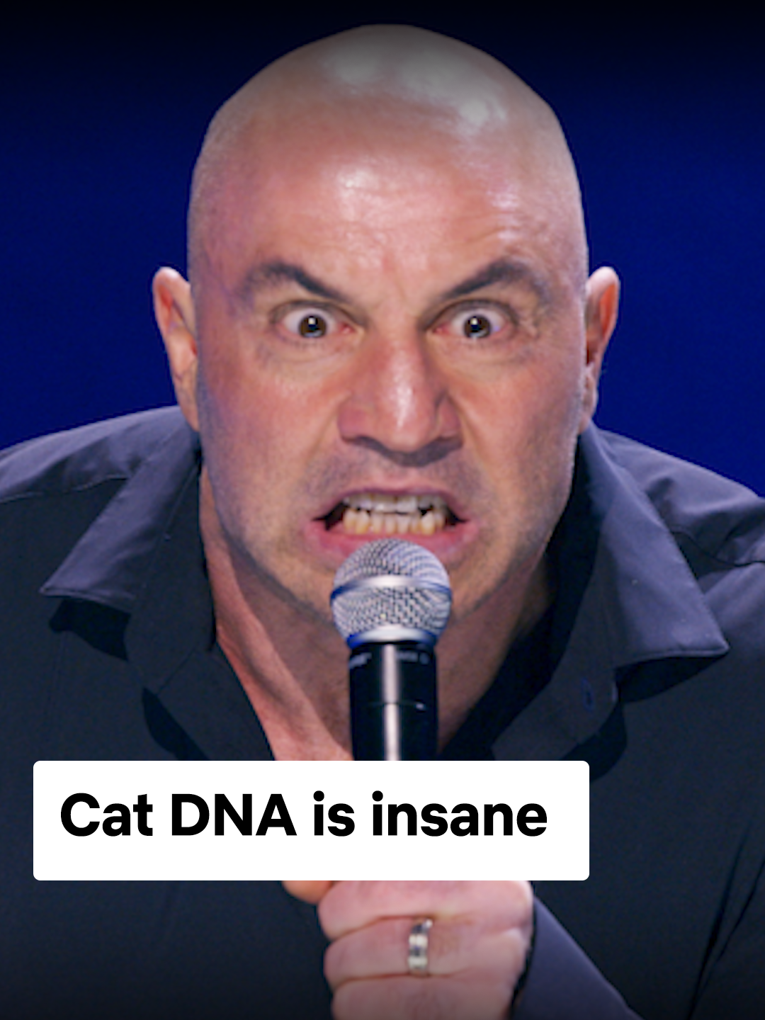 Cats have ALMOST no instincts #JoeRogan #standup #netflixisajoke #cats