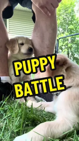 Puppy's 1st time outside. Battle royale ensues lol #puppytiktok #puppys #puppy #goldenretriever #goldenpuppy #goldensoftiktok #goldenretrieverlife #puppytok #puppydog #cutedog #puppylove #cutepuppy #goldenretrievers #funnydog #goldenretrieverpuppy #babydog #foryou #foryoupage #fypシ゚viral #goldensfordays 