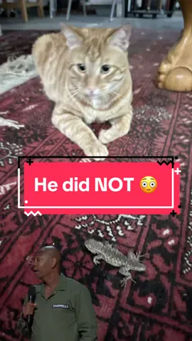 Although Mr. Lizard the, the garage intruder, did get his tail eaten, he was set free immediately to regrow it and live happily once again. Theo will be taking some time to think about his actions before he goes back in the garage. #theothetabby #orangecatbehavior #catsoftiktok #PetsOfTikTok #orangecat #tabby #orangecatsoftiktok #orangecat #tabby #orangecatsoftiktok #tabbycatlovers #cat #catmeme #tabbycat #pets 