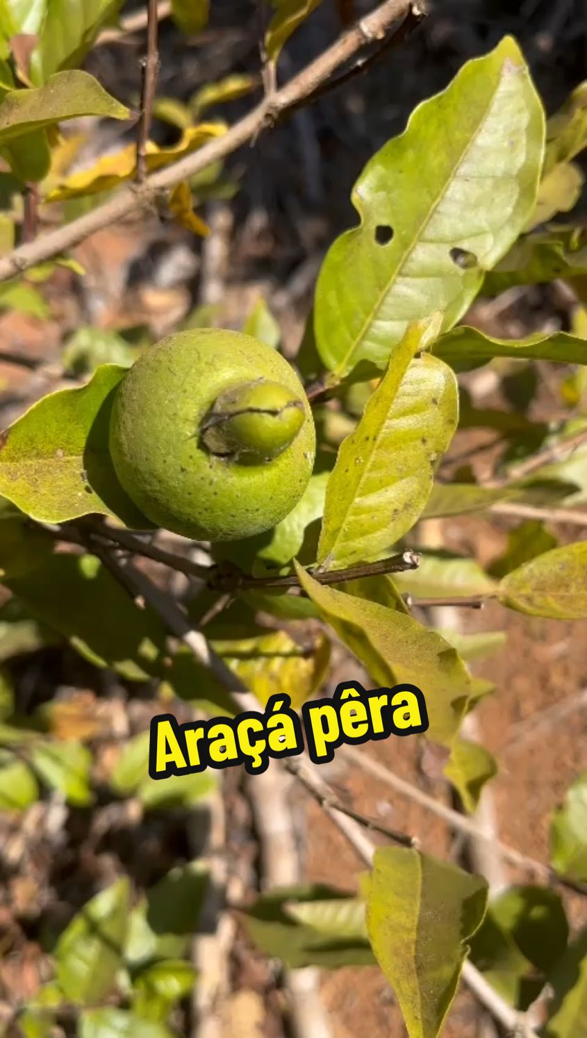 araçá pêra brasileiro  #frutiferas #fyp #fy #viral #natureza 