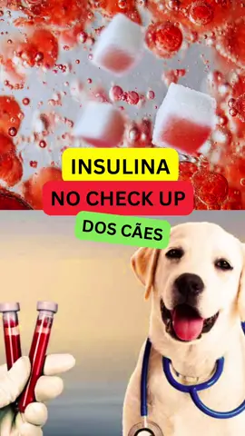 A glicemia não pode ser o único dado levado em consideração na suspeita de diabetes em cães, especialmente os obesos ou com sobrepeso. Diferentemente dos felinos, e de nós humanos, os cães lidam de forma muito distinta com a glicemia. O pâncreas dos cães tende a produzir muito mais insulina quando a glicemia sofre elevação, e por isso, quando vemos os resultados dos exames, podemos facilmente acreditar que a “glicemia não está tão alta assim” para suspeitamos de um pré-diabetes. Isso acontece pelo fato da insulina colocar a glicose dentro das células, tirando-a da circulação. Porém, o pâncreas é quem está sofrendo nesse cenário, pois está trabalhando de forma exaustiva para manter o equilíbrio, e essa exaustão pode acarretar de maneira rápida em diabetes! E é por isso que eu peço SEMPRE para dosar a insulina de todos os meus pacientes no check up. A insulina é um marcador inflamatório extremamente importante que nos fornece informações essenciais sobre a saúde. A glicemia só tende a subir CONSIDERAVELMENTE após o pâncreas não consegue mais produzir insulina, e aí já é tarde… O meu foco é trabalhar sempre de forma preventiva! Você já sabia da importância de avaliar a insulina do seu pet? Curtiu o vídeo de hoje? Já salva e compartilha! [TAGS]: Diabetes em Cães, Diabetes pet, Glicemia, Resistência Insulínica, Índice Homa, Saúde dos Cães, Saúde Pet, Nutrologia Veterinária, Alimentação natural, Check Up. . . . . . #comidapet #diabetes #diabetespet #petdiabetics #glicemia #indicehoma #medicinapreventiva #nutrovet #nutrologiaveterinaria #inflamacaocronica #obesidade #sobrepeso #resistenciainsulinica #saudepet #saudeanimal #saudeanimalpet 