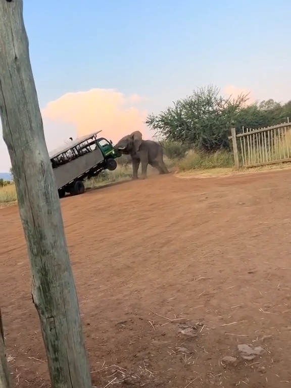 Don't mess with elephant - Lucky tourists #fyp #fypシ #foryou #foryoupage #viral #fypシ゚viral #fy #elephant #elephantlover #angryelephant #animal #animals #animallover #animalsoftiktok #animalworld #wildanimals #wildlife#funny #funnyvideos #fypシ゚ #viralvideo #viraltiktok #trending #trendingvideo #trendingtiktok #vue #vues #view #views #pourtoi