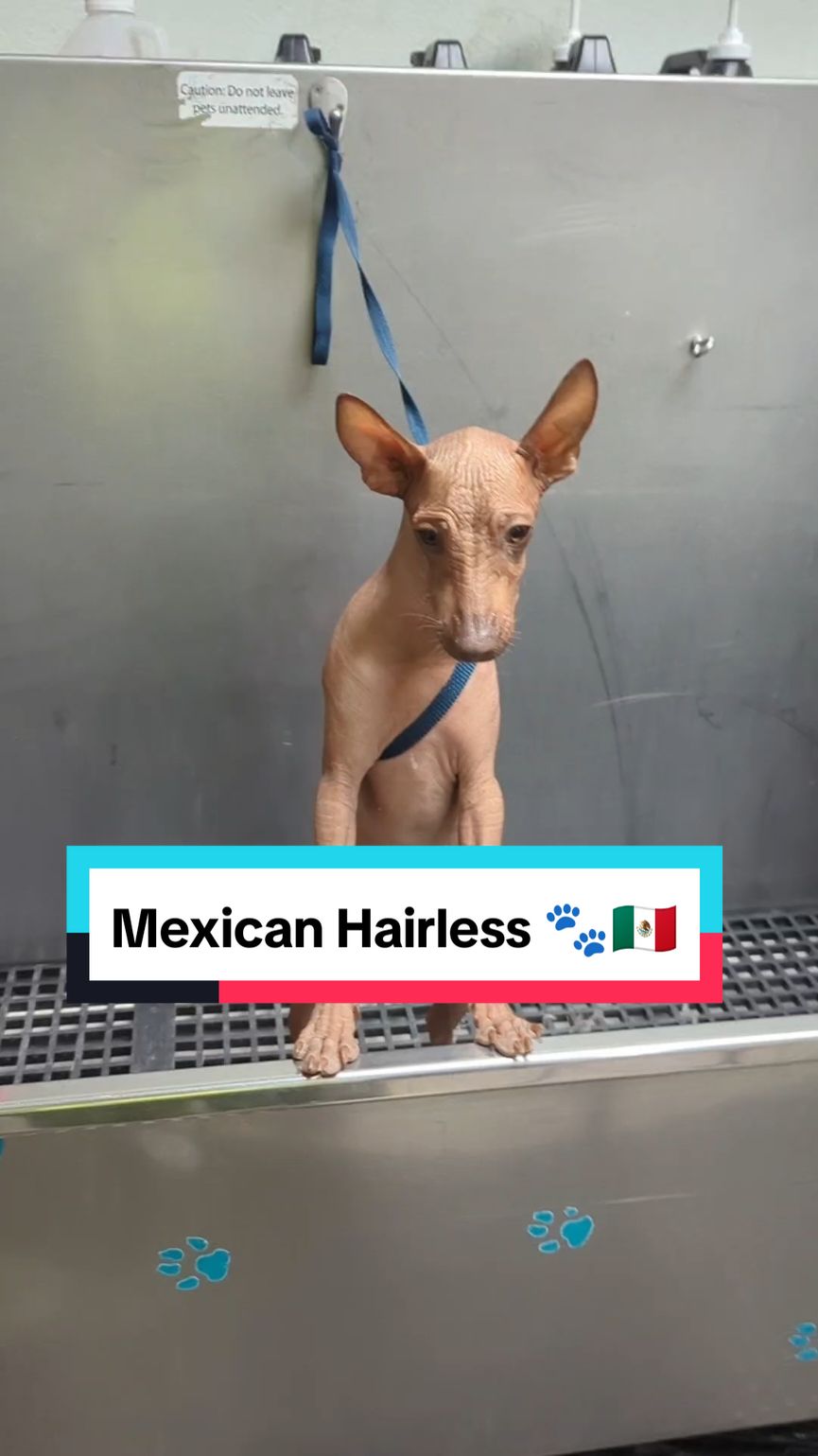 My little Mexican hairless Pinky 🩷🐾 #xolo #xoloitzcuintle #dogbath #doggrooming #mexicanhairless 