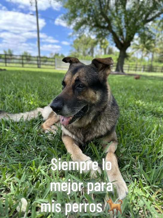 Mis perros, mis mayores consentidos🥰 siempre consiguiendole cositas para consentirlos.  #dogmom #thebestformydogs #dogwaterfountain #oneisall #mydogsaremybabies 