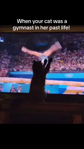 When your cat😸 was born to be an Olympian! Going for gold! 🥇  #olympics #gymnastics #usa #cats #dreams #gold #pastlife #funnyanimals #funnyvideos #olympian #dreams #goingforgold #fyp #fypシ゚viral #fypage #catsoftiktok #usa🇺🇸 