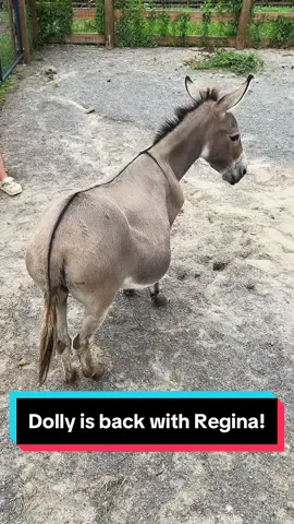 Dolly & Regina are together again!🐴🫏 #minidonkeys #minihorses #minifoal 