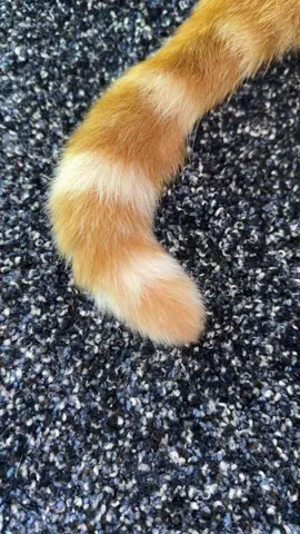 He’s got better moves than me #cats #catsoftiktok #dance #dancingcat 
