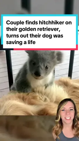 A couple in Australia found their golden retriever carrying around a hitchhiker: a baby koala who had likely lost his mother. 🐨 As it turns out, snuggling may have actually saved the baby’s life. ❤️ 📸 Kerry McKinnon #koala #koalarescue #goldenretriever #goldens #dog #dogs #goldenretrievers #goodnews #animalsbeingcute 