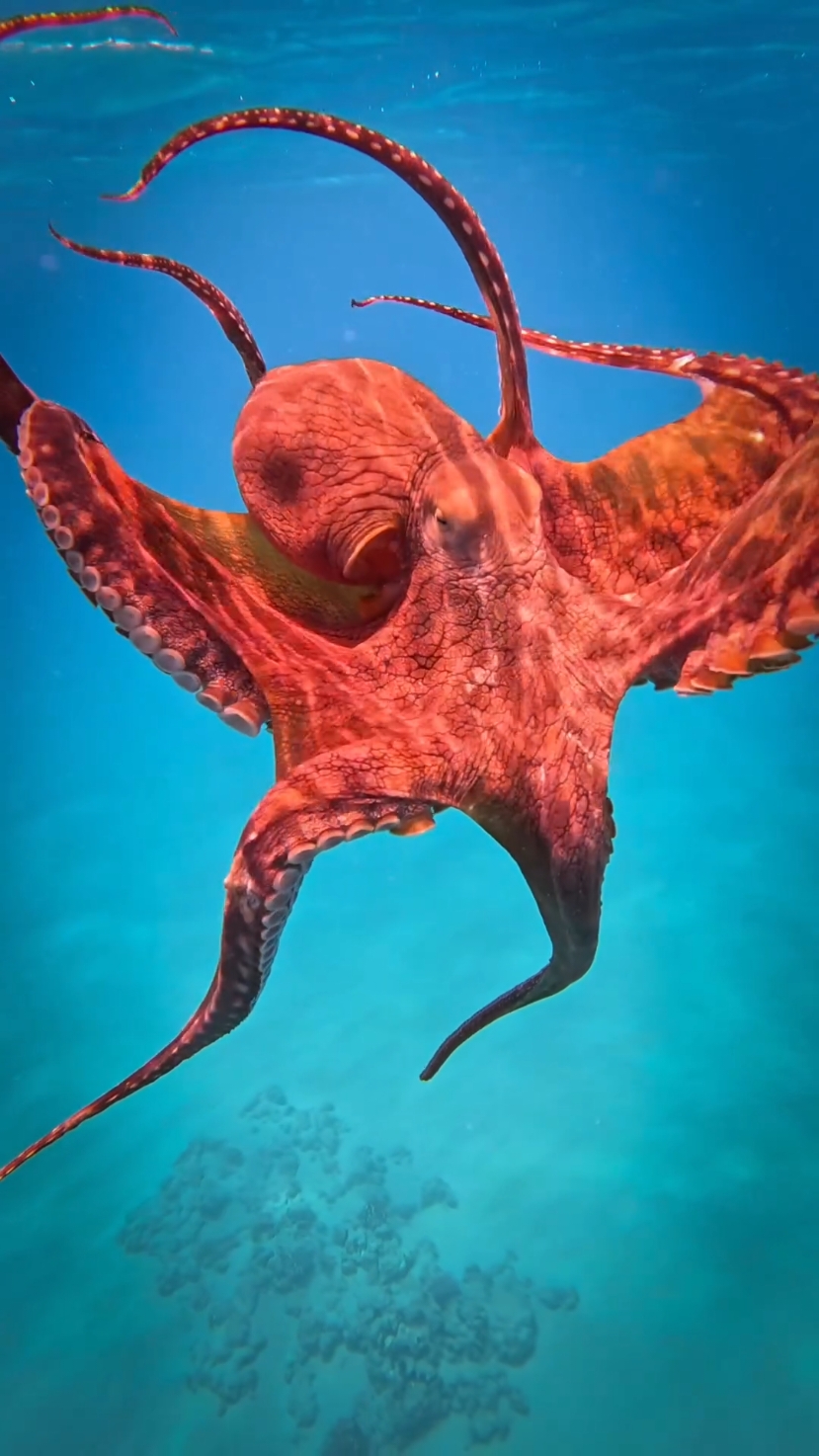 #wallpapervideo #octopus #viral #fonddecran 