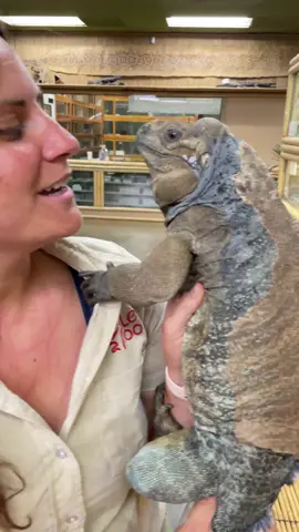 Can I Pet that Iguana?🥰We have raised Beckam here at the zoo since he was a little baby🥰 He is very smart and definitely recognizes us😁 He loves being pet and is the cutest when we do it🥰 . . . #beautiful #small #feeding #feed #banana #strawberry #animals #iguana #cute #wow #wildlife #animal #animallovers #life #fun #wild #AmaZing #video #moment #post #friends #tik #tok #tiktok #tiktokanimals 