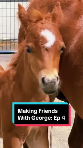 Making Friends With George: Ep 4🐴 #minihorses #minifoal #foalsof2024 #foalsoftiktok 