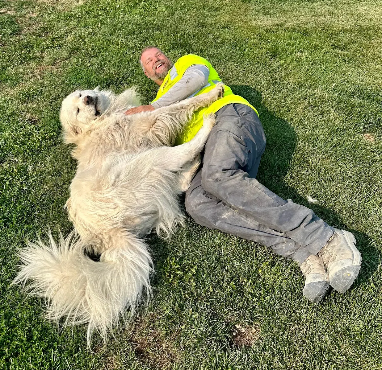 How we great each other when I get home from work.  #greatpyrenees #lgd #ilovemydog #hugedog #funnydog 