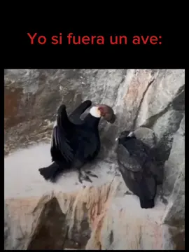 #CapCut #fyp #humor 