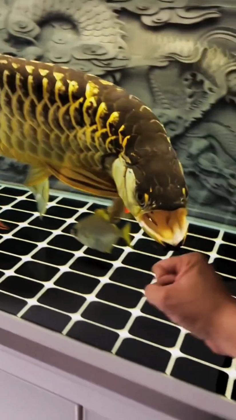 anh em nào biết đây là cá rồng gì cmt giúp mình nhen #fish #arowana #arowanafish #monsterfish #cá #cacanh #cakieng #carong #kenhconca 