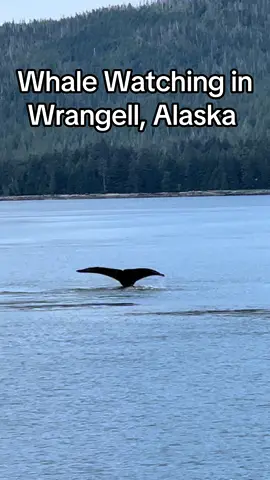 Ocean Wildlife Tour with Muddy Water Adventures! www.muddywateradventures.com  #muddywateradventures #alaska2024 #tours #wildlife #sealaska #humpbackwhales 