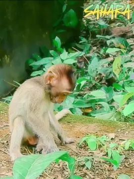 How a Baby Monkey Found a New Home After Losing His Mom. #monkey #animal #baby #pet #Video #newbornmonkey #Tiktok2024 #lovemonkey #babymonkey #Comedy #Humor #Duet #funny #Trending #tiktok #Viral #fyp #lovemonkey #pitymonkey #monkeyking #monkey #animal #baby #pet #Video #newbornmonkey #Tiktok2024 #lovemonkey #babymonkey #Comedy #Humor #Duet #funny #Trending #tiktok #Viral #fyp #lovemonkey #pitymonkey #monkeycry #tiktokviral #funnyvideo #smartmonkey