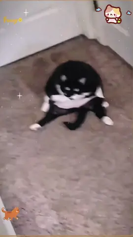 Cute cat🐱 funny cat#catsvideo #catstok #pets #fyppppppppppppppppppppppp 