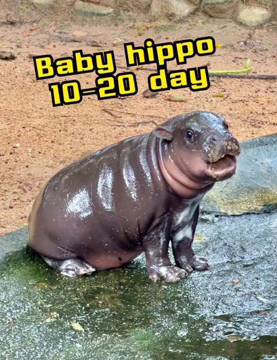 Baby hippo 10-20 day #hippo #ขาหมูแอนด์เดอะแก๊ง 