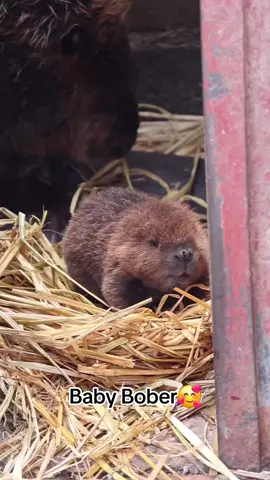 Cute Baby Bober🥰 #bober #bobr #bieber #beaver #boberkurwa #bobrkurwa #kurwabober 