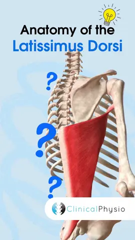 Lat Dorsi 3D Anatomy! #ptstudent #physiostudent #physiostudents #physiotherapystudent #dptstudent #ptstudents #ptstudentlife #physiotherapie #physicaltherapy #physiolife #physiotherapist #physiotherapy #anatomy #3danatomy #anatomyclass #anatomylesson 