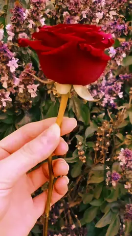 {بحبك ياروحي{N] بعشقك بجنون انتي روحي وقلبي وحياتي وعمري وعد مني مارح انساكي لو بموووت بحبك بمووت فيكي والله 🫂💔🥺