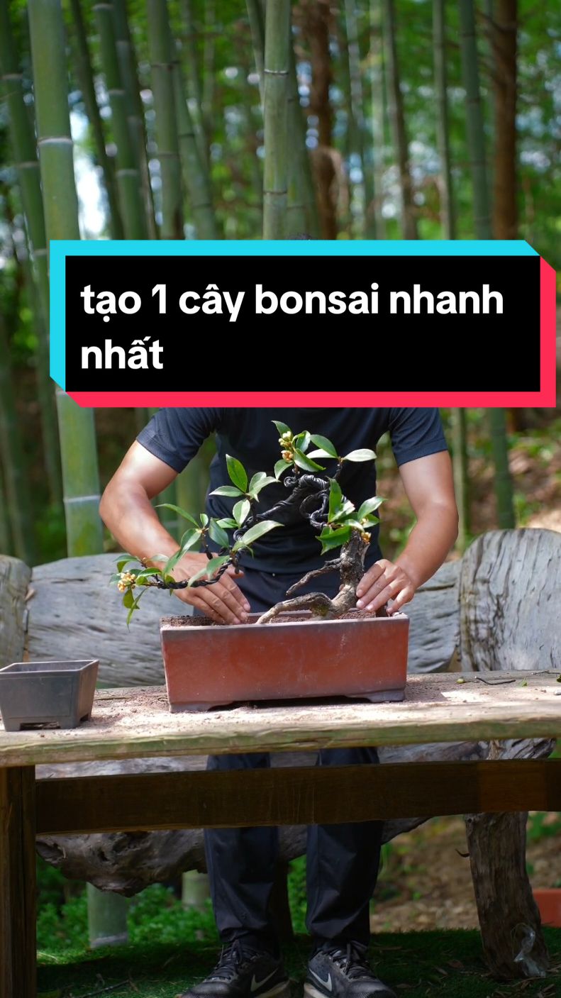 đam mê thiên nhiên #caycanh #bonsai #trongcay #langcaytaybac 