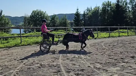 Tea my 3 year old shetlandpony😍🩷 #training #drivingpony #carriagepony #youngster #workhardplayhard #horsepeople #bestfriend #dressagepony #shetlandpony #blackbeauty🖤 #workpony #idealequestrian #cavaletti #prettyinpink 