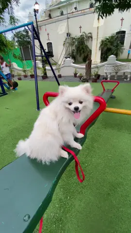 It’s playtime, look who’s enjoying! 🐶♥️🥺
