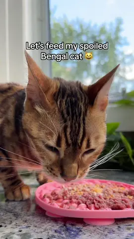 The egg yolk on her face 🥹🥰#catsoftiktok #catfood #asmr #bengalcat #bengal #catnutrition #letsfeedmycat #mukbang #speciesappropriate #rawdiet #rawfedcat 