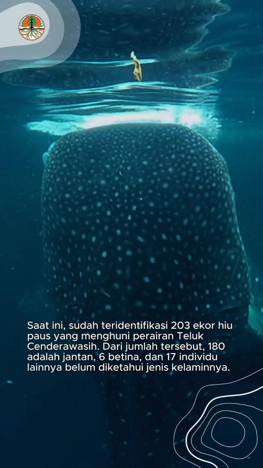 Halo Sobat Hijau, hiu paus (Rhincodon typus) merupakan salah satu jenis hiu terbesar dari 509 jenis hiu yang ada di dunia.  Gurano Bintang, sebutan masyarakat di Papua, lebih banyak menghabiskan waktunya di permukaan laut.  Peran hiu paus di perairan sangatlah penting. Selain menjaga keseimbangan ekosistem dan rantai makanan laut, mereka juga memberikan manfaat ekonomi bagi masyarakat melalui ekowisata hiu paus. Taman Nasional Teluk Cenderawasih dan mitra terus berupaya melestarikan satwa ini dengan memantau pergerakannya, memahami pola migrasi, serta mengidentifikasi habitat kritis yang perlu dilindungi.  Semoga mereka terus lestari ya Sob! #KLHK #konservasi #satwakita #hiu #hiupaus #whaleshark #tamannasional #tamannasionaltelukcenderawasih #papua 