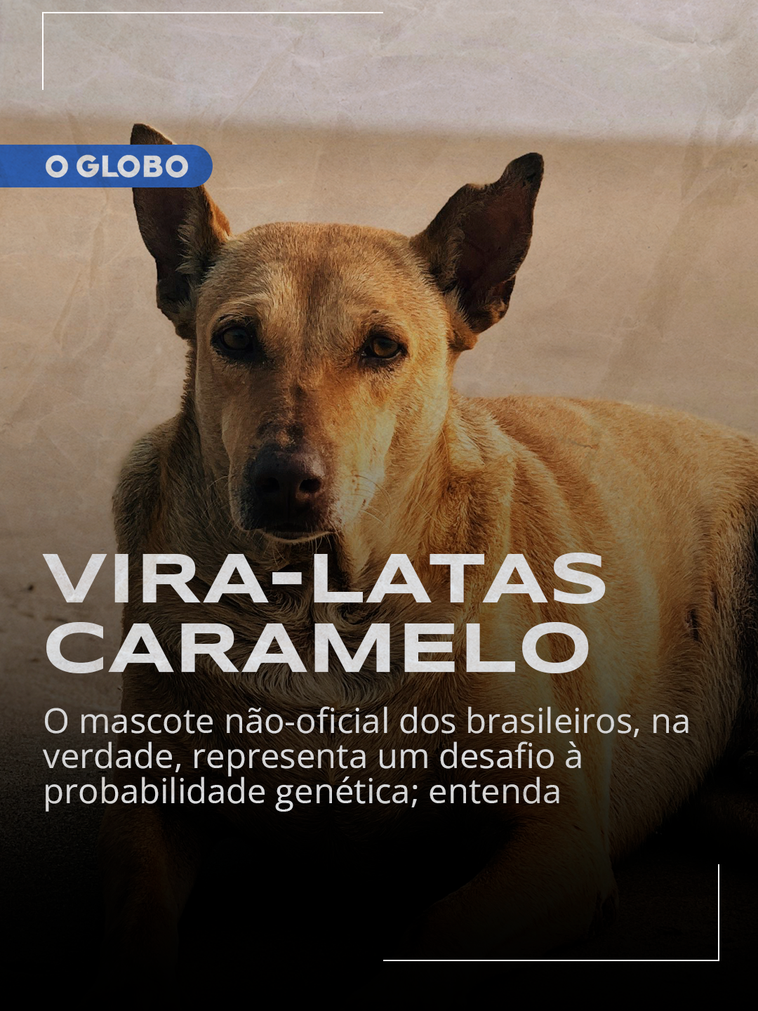 A ORIGEM DO CARAMELO | O cachorro caramelo é um desafio às probabilidades genéticas. Sabia? Isso porque a cor de sua pelagem não deveria ser a mais comum nem aqui, nem em lugar algum. Vem entender essa genética.  #JornalOGlobo #Caramelo #Dogs #Cão #cachorrosdotiktok #Cachorro #PetsOfTikTok