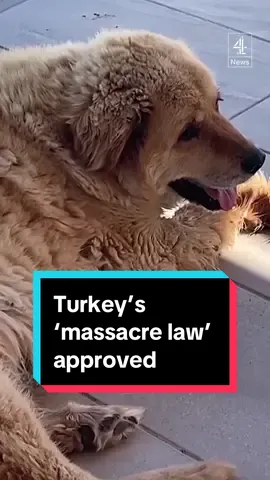 Turkey has approved a new law aimed at removing millions of stray dogs from its streets. Dubbed as the ‘massacre law’ by oppositions and animal activists, the law is intended to tackle the country's stray dog problem, but many people fear this will lead to the animals being killed. #dog #straydogs #Turkey #Massacrelaw #animalactivists #Erdogan #channel4news 