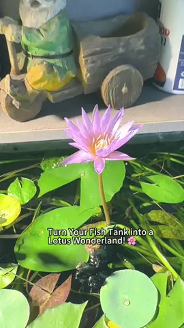 #BowlLotus#AquaticGardening#EcoFishTank#AquaticPlants#UnderwaterFlowers#FishTankBeauty#NatureInWater#LotusSeeds#WaterGarden#AquariumLife#BowlLotusSeeds#WaterGarden#AquaticPlants#PlantingBowlLotus#UnderwaterGarden#AquaticGardening#NatureInYourTank#Garden#seeds