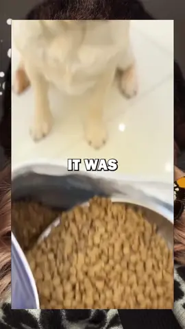 Dog gets revenge #dog #pet #animals #viraltiktok #viral 