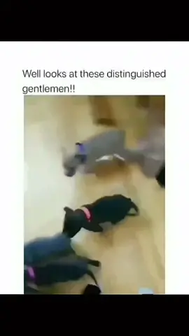 Funny dogs compilation #funnydog #funnypet #cutedog #dogsoftiktok #doglover #dog 