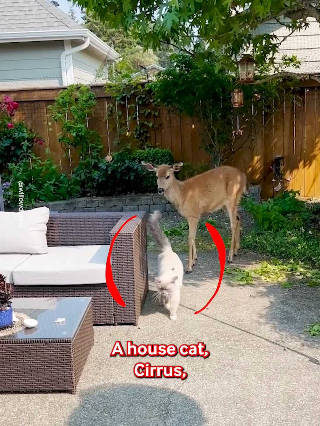 He Just Wanted To Be Friends ❤️🦌 #deer #wildlife #friends #cat #animals #pets #kitty #garden #cute #fyp #viral