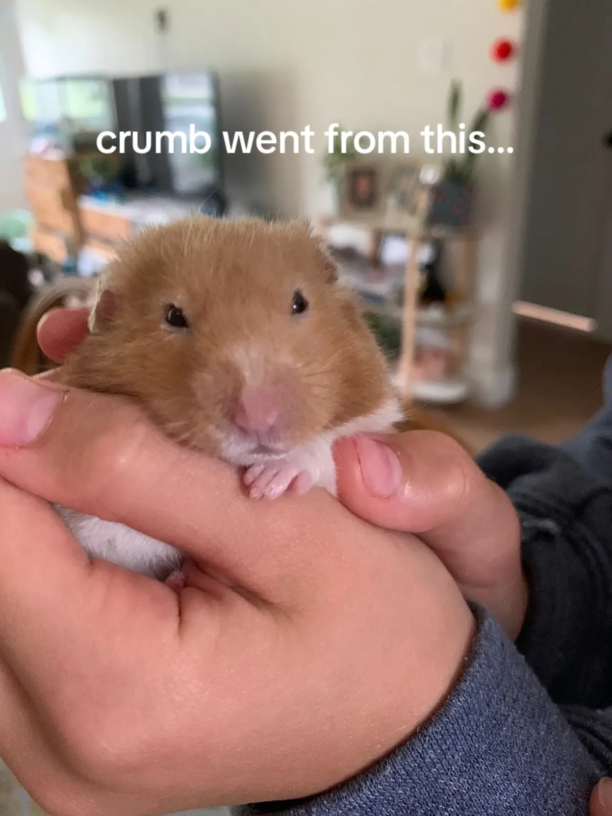 Part 1 of crumbs trip to the 🏥 vet #crumbbum #hamster #hamstersoftiktok #hamstergang #part1 #fyp #vet 