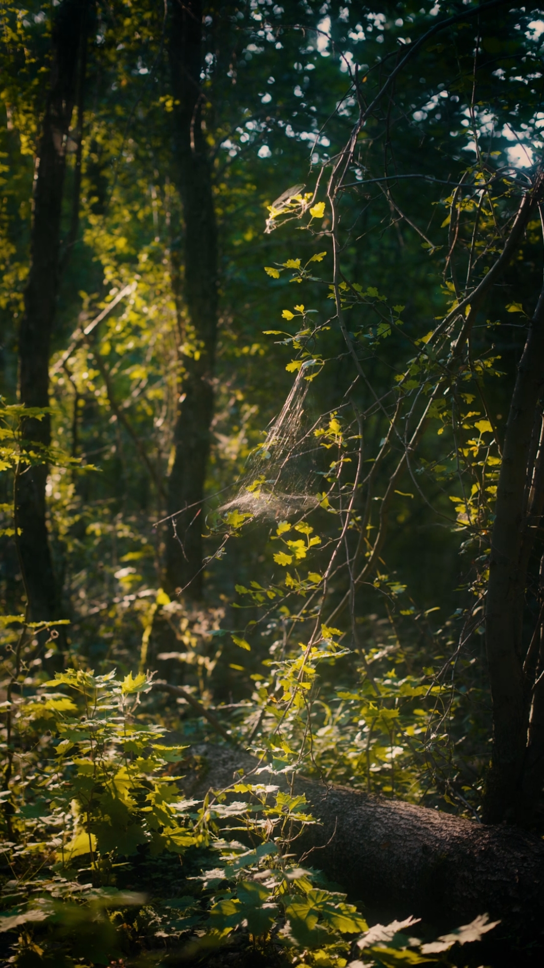 Spider web on tree 💚💚 #naturelover #foryou #forest #fantasy #nature #spider 