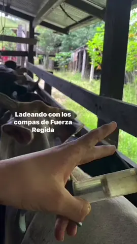 #🍀 #fypシ゚viral #rolitas #virall #ladeando #trabajando #ganado 