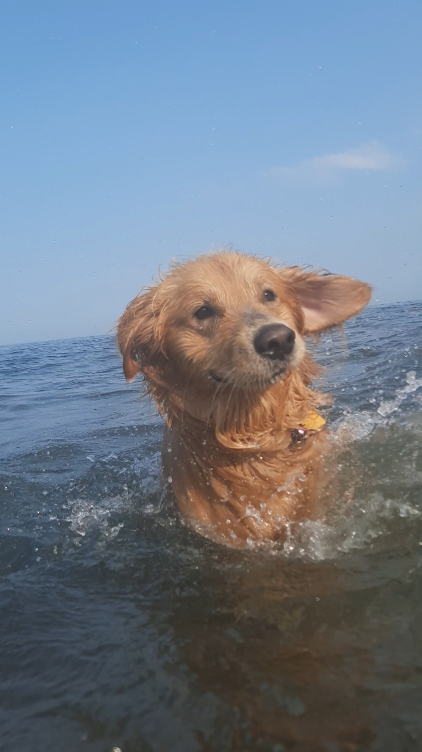 I love swimming! thanks for following I love you all !! #beach #golden #Rowan #Love #doggo #dog #goldenretriever #dogsoftiktok 