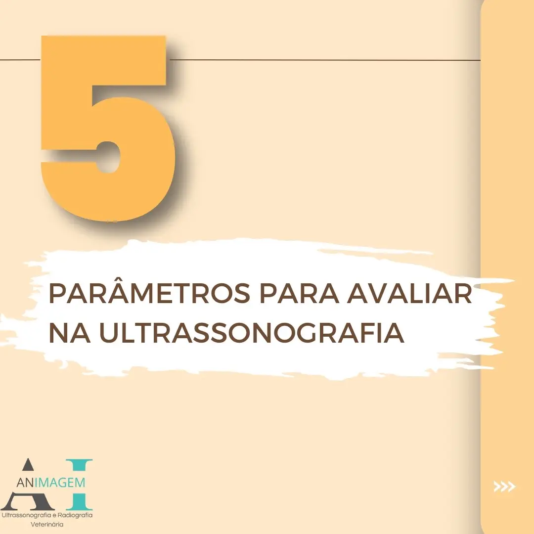 #medicinaveterinaria #radiologiaveterinaria #diagnosticoporimagem #diagnosticoporimagemvet #veterinariovolante #diagnosticoporimagemvolante #ultrassonografiaabdominal #auladeimagem #imagemveterinaria #veterinary #radiology #ultrassonografista #aulasonline 