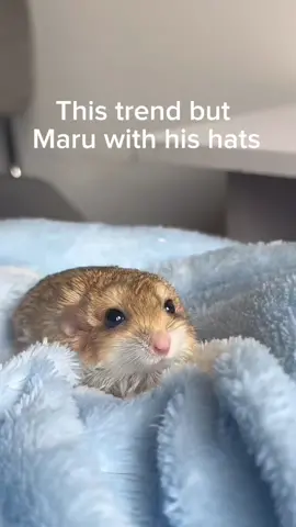 Maru took on the trend besties 😤 I think he nailed it. #cutepets #coolpets #pets #gerbil