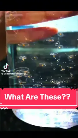@Underrated Simpsons Moments what are hydroids? #hydroids #jellyfish #fishfacts #animalfact #AnimalFacts #fishtok 