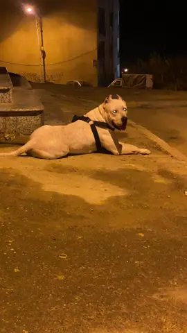 #algerie🇩🇿 #fypシ #chien #dogargentino #الشعب_الصيني_ماله_حل😂😂 #doglove 