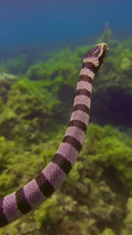 The closest I’ve been to a banded sea krait on the surface! I was snorkeling a couple of mornings ago and this guy came up right next to me. Seriously, sea snakes are the most fearless animals in the ocean.  They really don’t give two f*cks if you’re near. Maybe because they know they can kill you if you try anything? Thoughts? #seakrait #worldsdeadliestanimals #sealife #philippines 