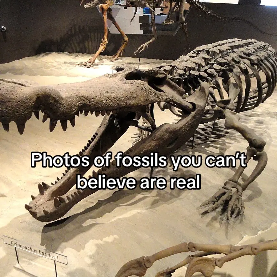 Posting slide shows again #dinosaurs #prehistoricanimals #paleontology #dinosauredit #CapCut #fyp #viral #jurassicworldclipz 